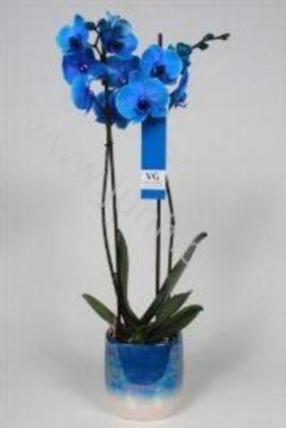 Фаленопсис Phal Royal Blue 2-tak in keramic