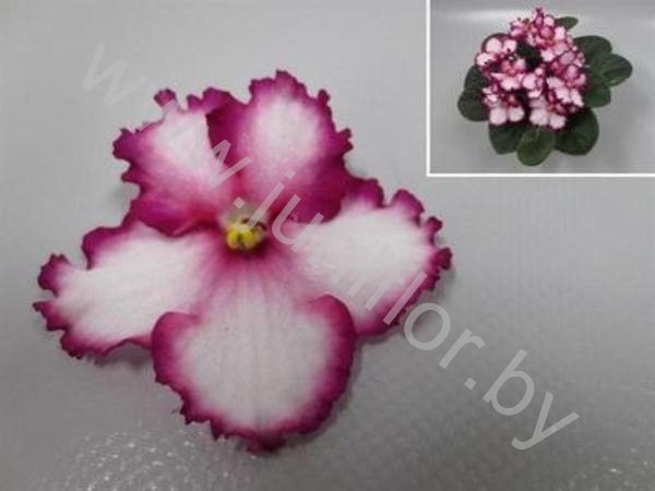 Сенполия Saturn