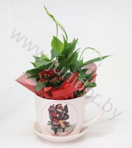 Микс Xmas Kop+Kamerplanten