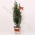Кипарис Cham.Kersthoes NO SNOW
