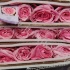 Садовая Роза Дэвида Остина Rose Dav Austin Miranda Садовая Роза Дэвида Остина Rose Dav Austin Miranda