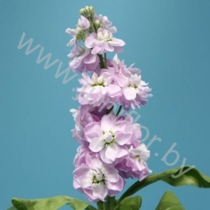 Маттиола Matthiola Pink