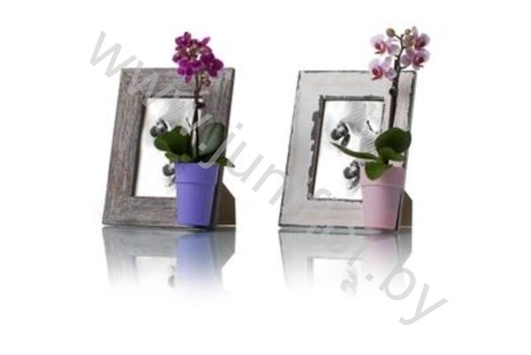 Фаленопсис мини 1 tak Memory Frame