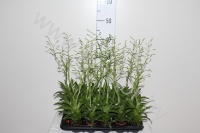 Катопсис Morreniana Groen