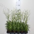 Катопсис Morreniana Groen Катопсис Morreniana Groen
