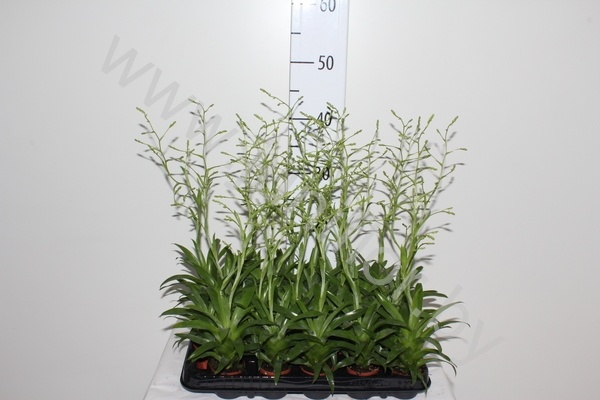 Катопсис Morreniana Groen