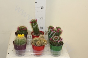 Кактус Mix In Zinken Pot cites