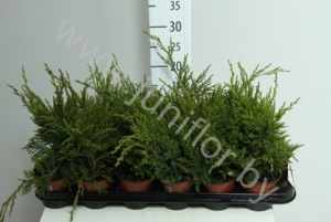 Можжевельник  Juniperus Mint Julep