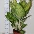 Диффенбахия Dieffenbachia White Amazon