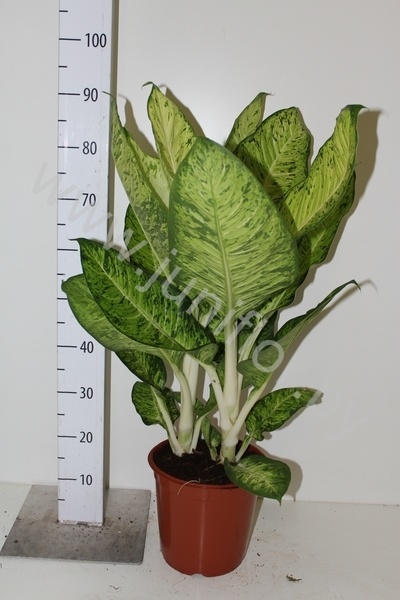 Диффенбахия Dieffenbachia White Amazon