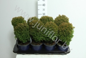 Туя Thuja Teddy