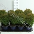 Туя Thuja Teddy