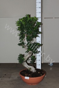 Фикус Ficus Panda Bonsai S-Vorm