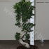 Фикус Ficus Panda Bonsai S-Vorm Фикус Ficus Panda Bonsai S-Vorm
