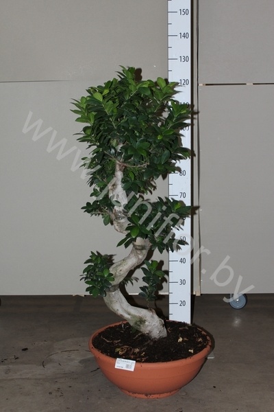 Фикус Ficus Panda Bonsai S-Vorm
