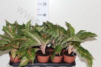 Аглаонема Aglaonema Mixed