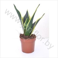 Сансевиерия Sansevieria Futura Superba
