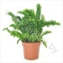 Нефролепис Nephrolepis Emina Dragon Tail Нефролепис Nephrolepis Emina Dragon Tail