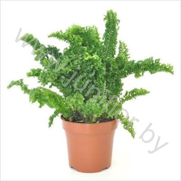 Нефролепис Nephrolepis Emina Dragon Tail