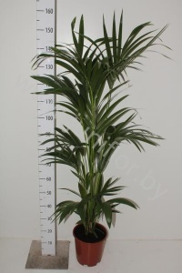 Ховея Форстера Howea Forsteriana