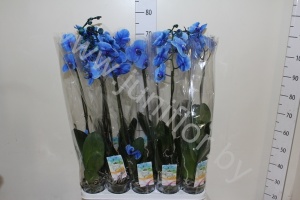 Фаленопсис Phal Royal Blue 1-Tak