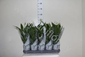 Спатифиллюм Spathiphyllum Alana