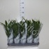 Спатифиллюм Spathiphyllum Alana
