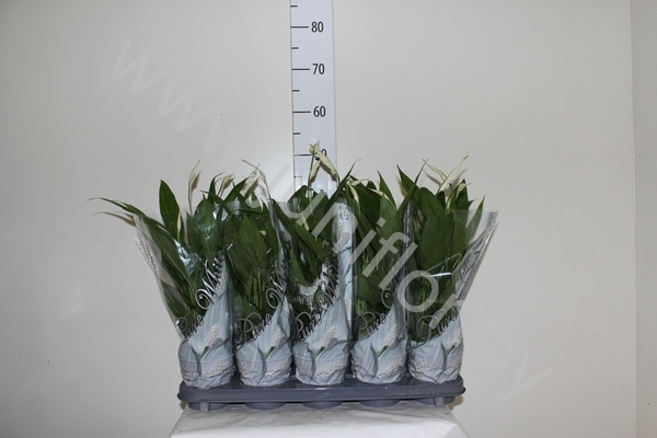 Спатифиллюм Spathiphyllum Alana