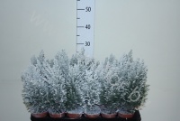 Кипарис X-Mas Tree Decorated