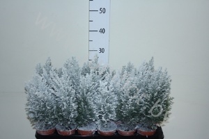 Кипарис X-Mas Tree Decorated