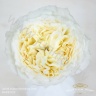 Садовая Роза Дэвида Остина Rose Dav Austin Patience Садовая Роза Дэвида Остина Rose Dav Austin Patience