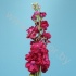 Маттиола Matthiola Red