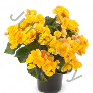 Бегония Hiemalis Yellow
