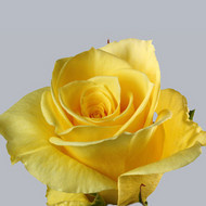 Роза Ilios
