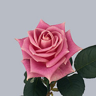 Роза Rosita Vendella