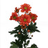 Re_dark_orange.jpg Хризантема Re dark orange