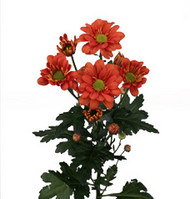 Хризантема Re dark orange