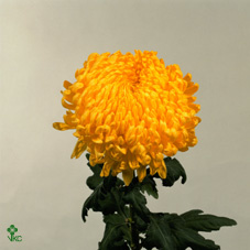 Хризантема Deco yellow