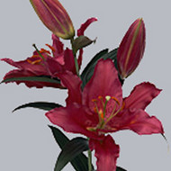 Лилия Robina