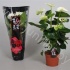 Антуриум Sharada White Антуриум Sharada White