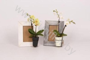 Фаленопсис Mini 2 tak Memory Frame