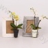 Фаленопсис Mini 2 tak Memory Frame