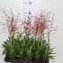 Катопсис Morreniana Rood