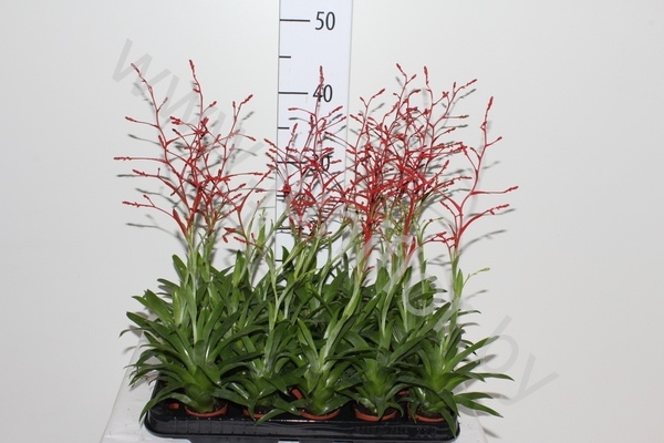 Катопсис Morreniana Rood