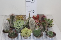 Кактус Mix In Zinken Pot cites