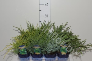 Можжевельник  Juniperus Mix