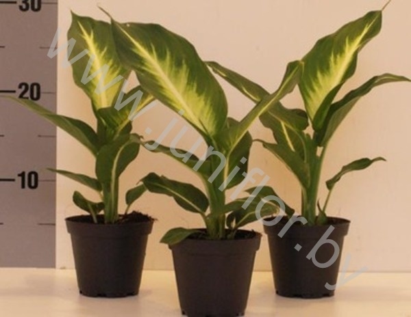 Диффенбахия Dieffenbachia White Flame
