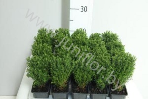 Туя Thuja Teddy