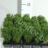 Туя Thuja Teddy Туя Thuja Teddy