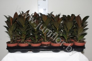 Фикус Ficus Petite Melany